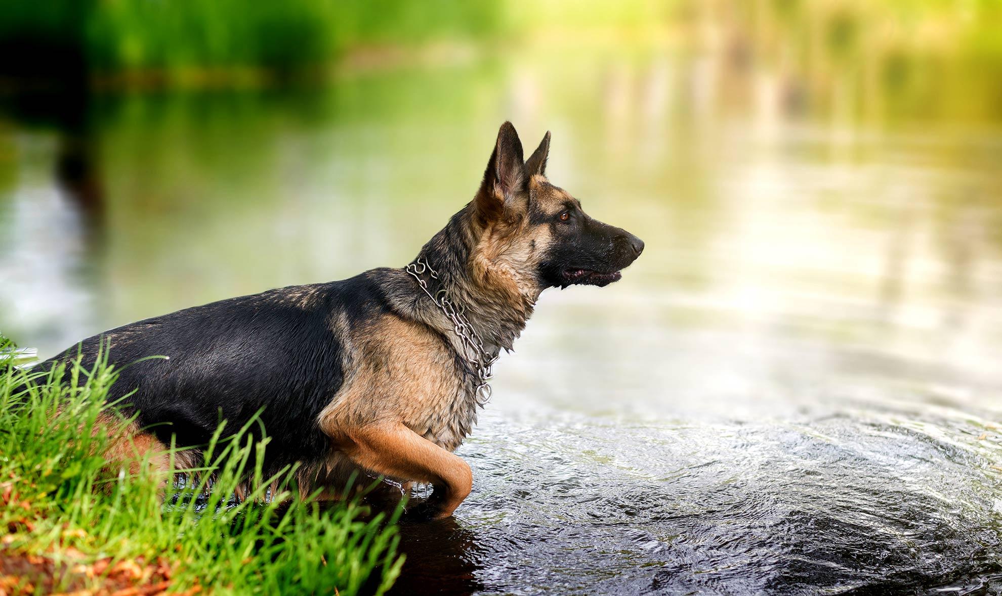 Gebrauchshund in konzentrierter Bewegung