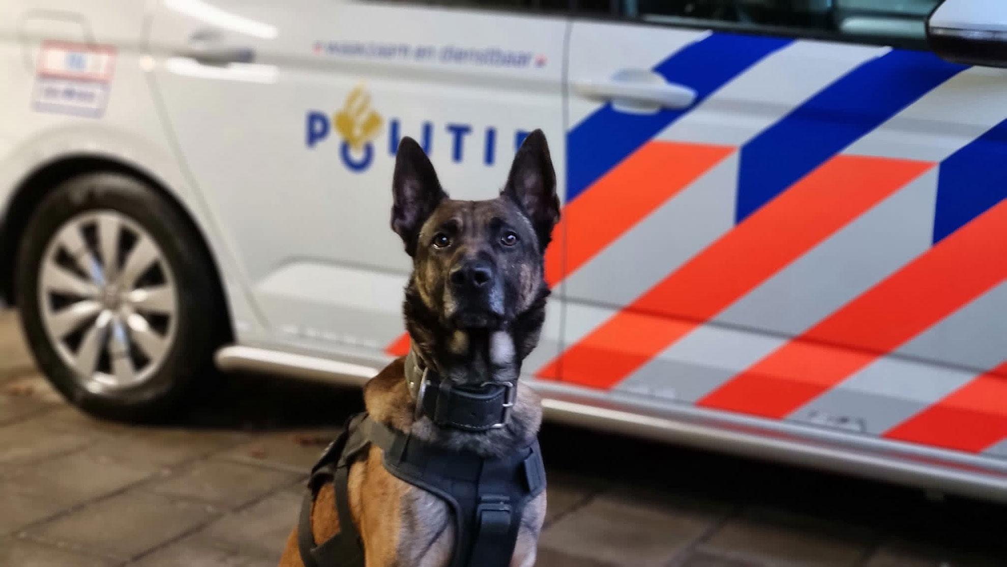 Diensthund bei Training – MK9 International