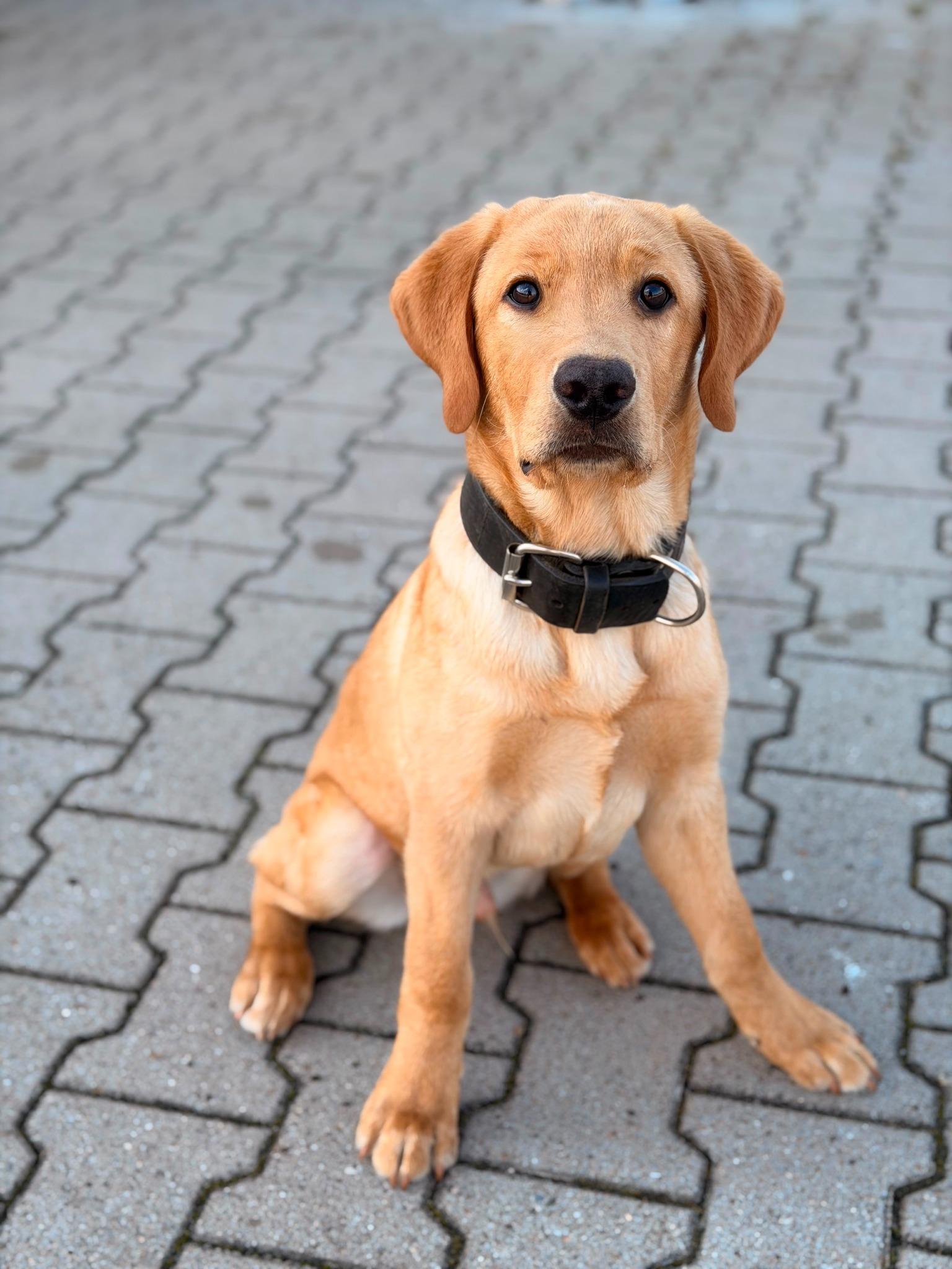Labrador aus dem MK9-Umfeld