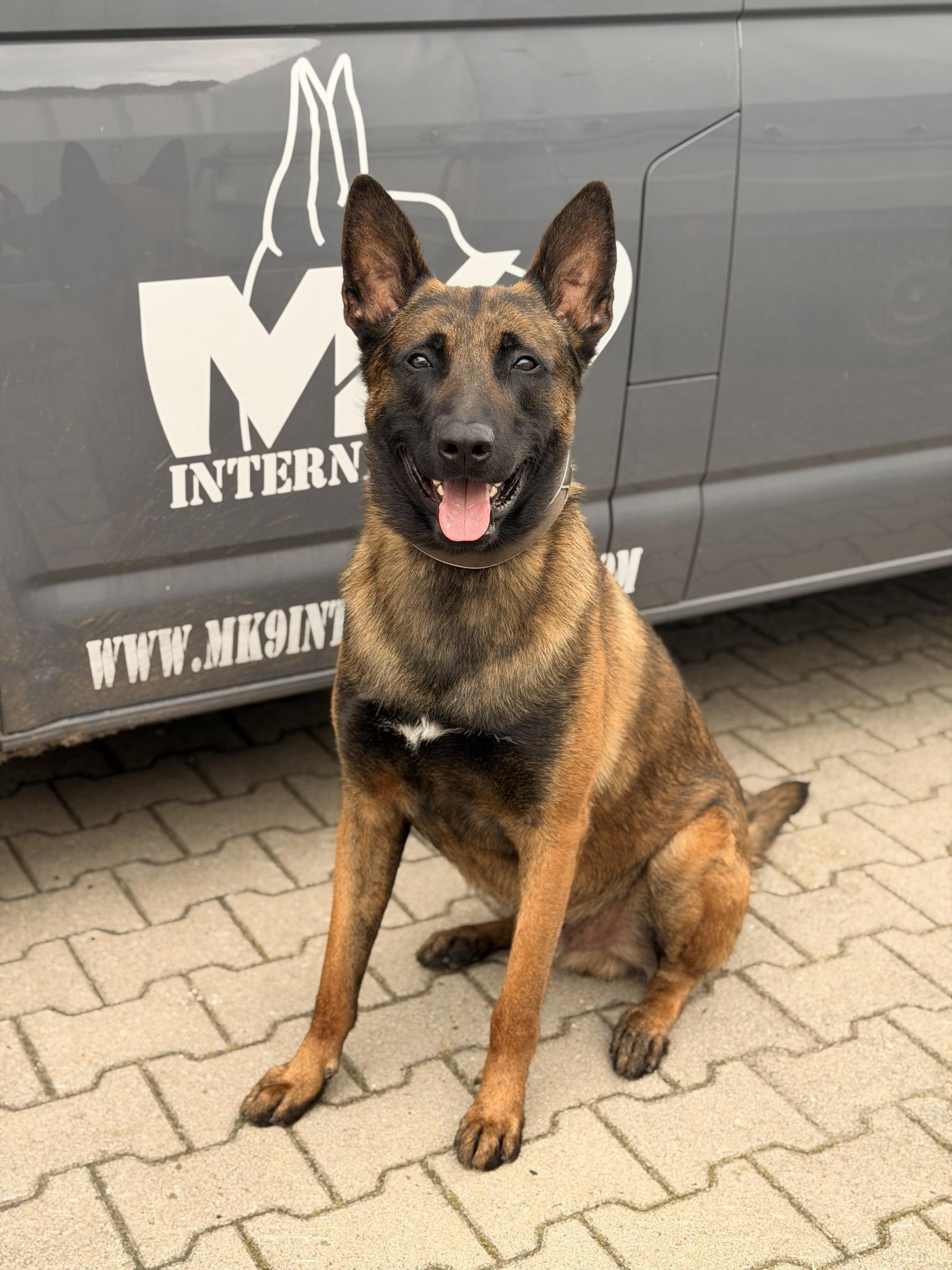 MK9-Hund vor dem Fahrzeug von MK9 International