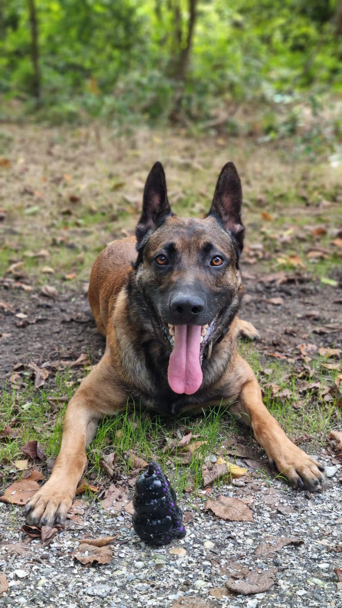 MK9-Hund mit Suchgegenstand